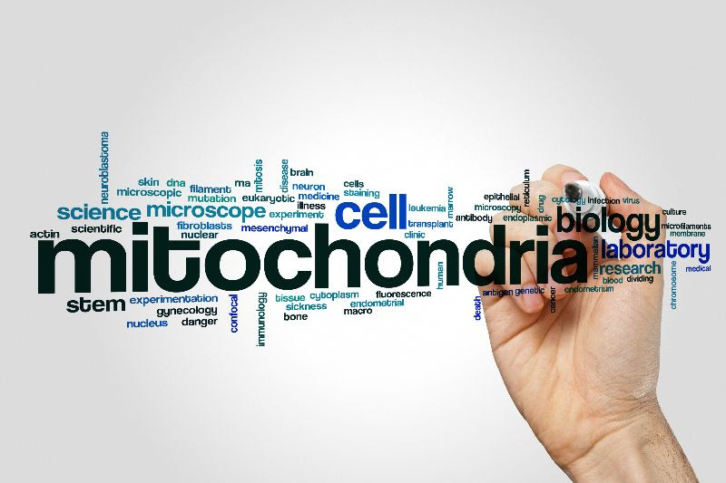 Mighty Mitochondria and Your Bone Health